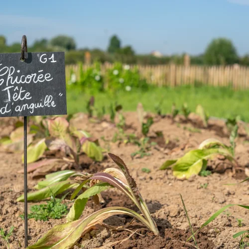 Chicorée potager conservatoire de la Maison du Marais