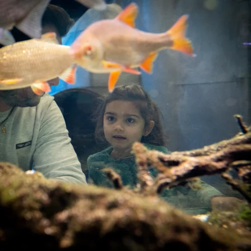 Aquariumtentoonstelling in het Maison du Marais