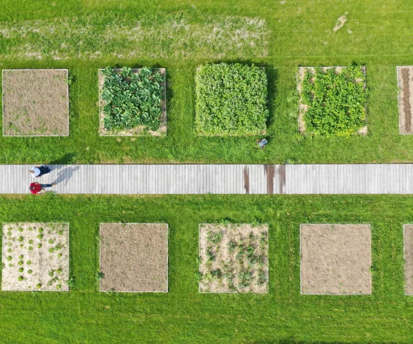 Potager conservatoire de la Maison du Marais