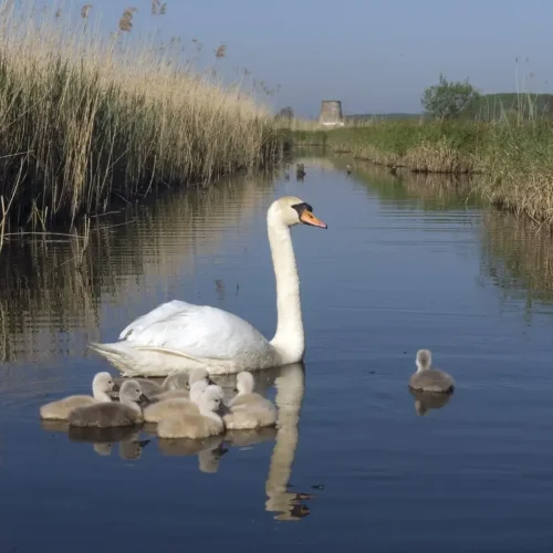 De Zwaan