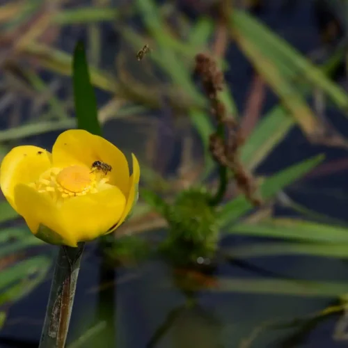 Le Nénuphar