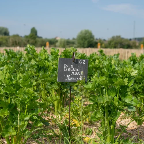 Potager conservatoire de la Maison du Marais