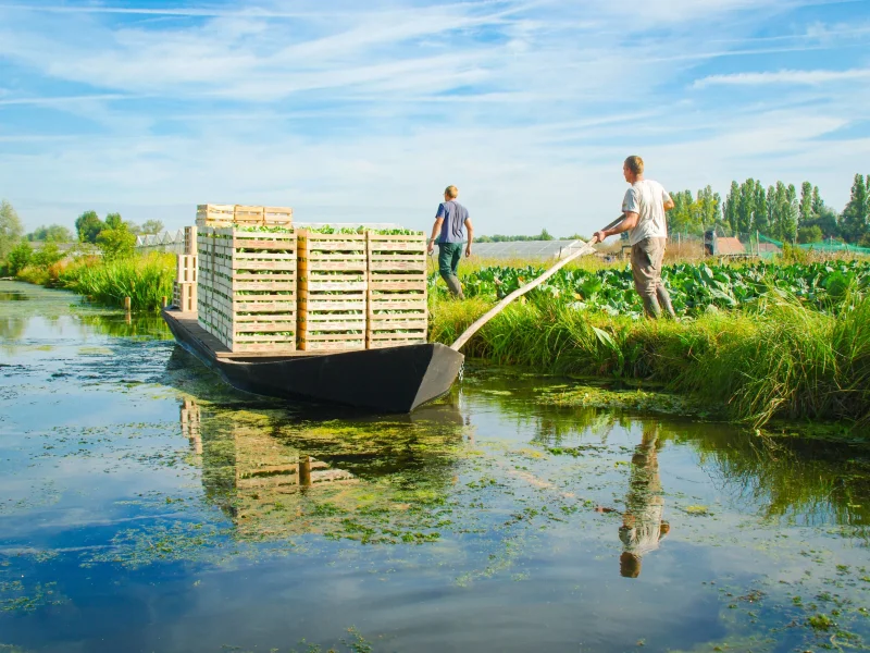 Le marais Audomarois cultivé